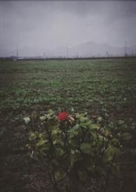 最后一个冬天阅读