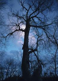 遥望月亮还是仰望月亮